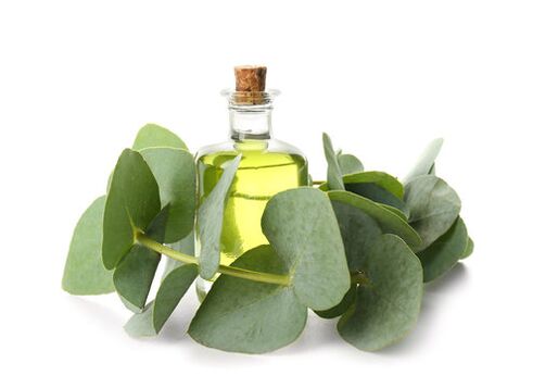 Olje Eucalyptus kot del kreme zxcvbnmqwert